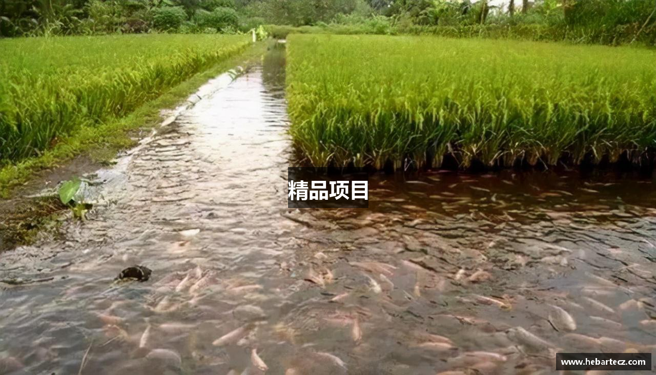 精品项目